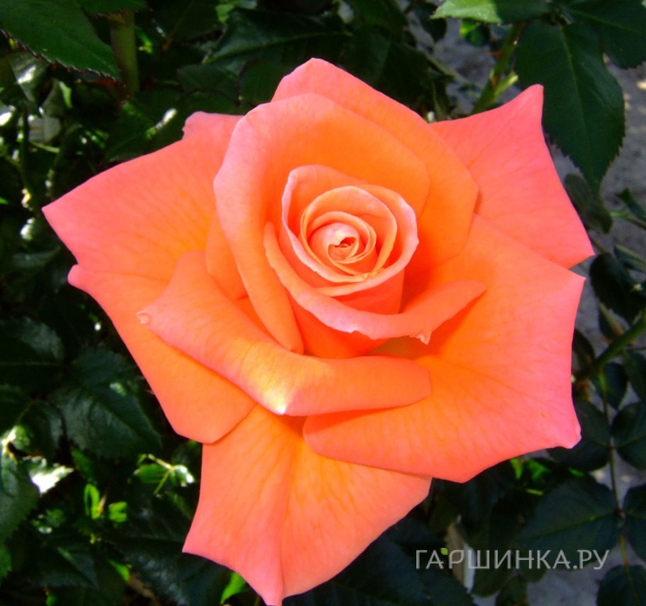 Роза Мамма Миа, Фрайер (лиц)