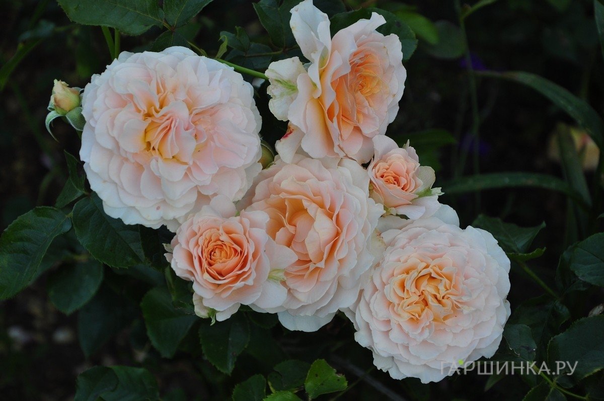 Роза Марджори Маршалл, Харкнесс (лиц)