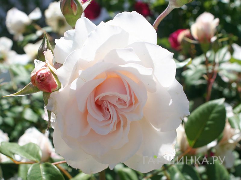 Роза Маргарет Меррил, Харкнесс (лиц)