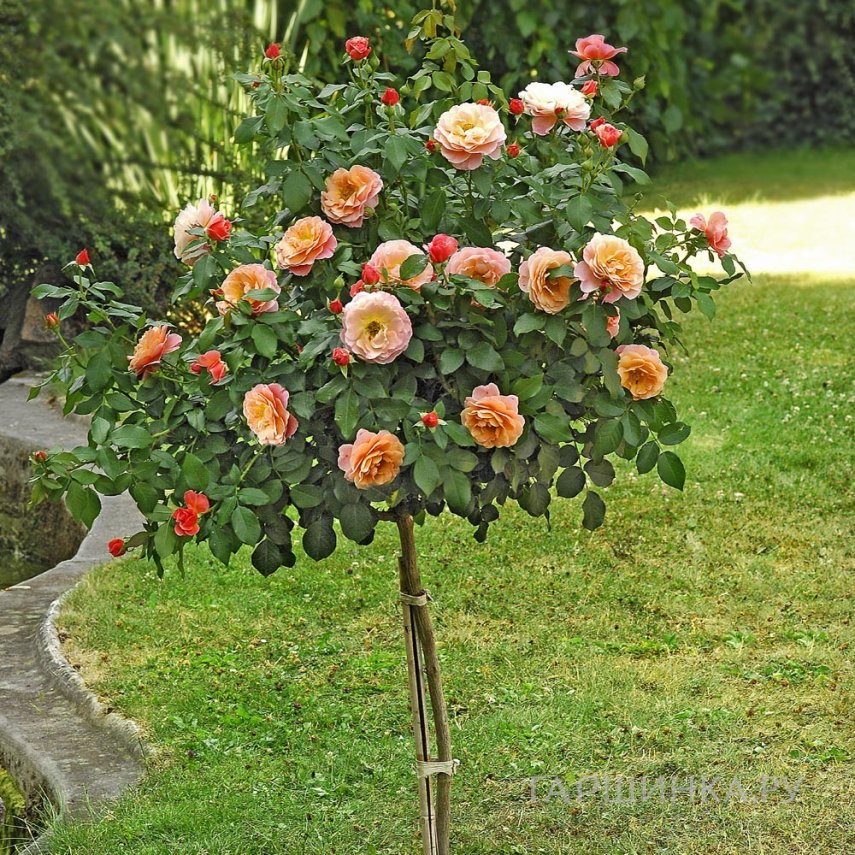 Роза Мари Кюри на штамбе 110см