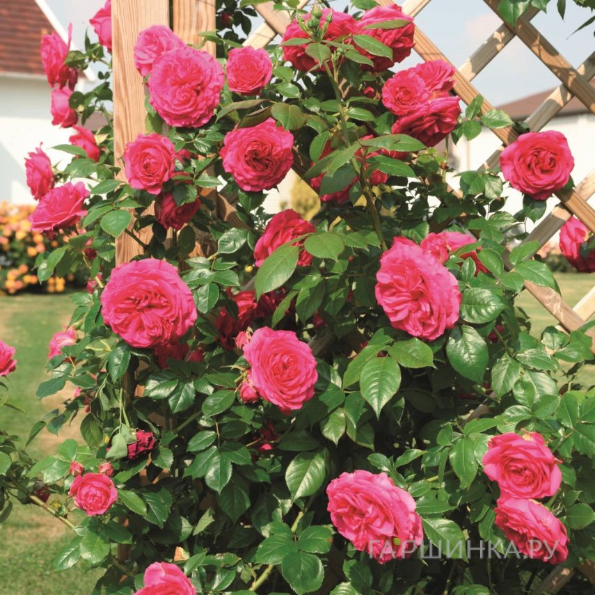 Роза Мистик плетистая Imperial Rose