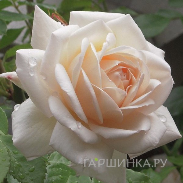 Роза Мартин Гийо, Гийо (лиц)