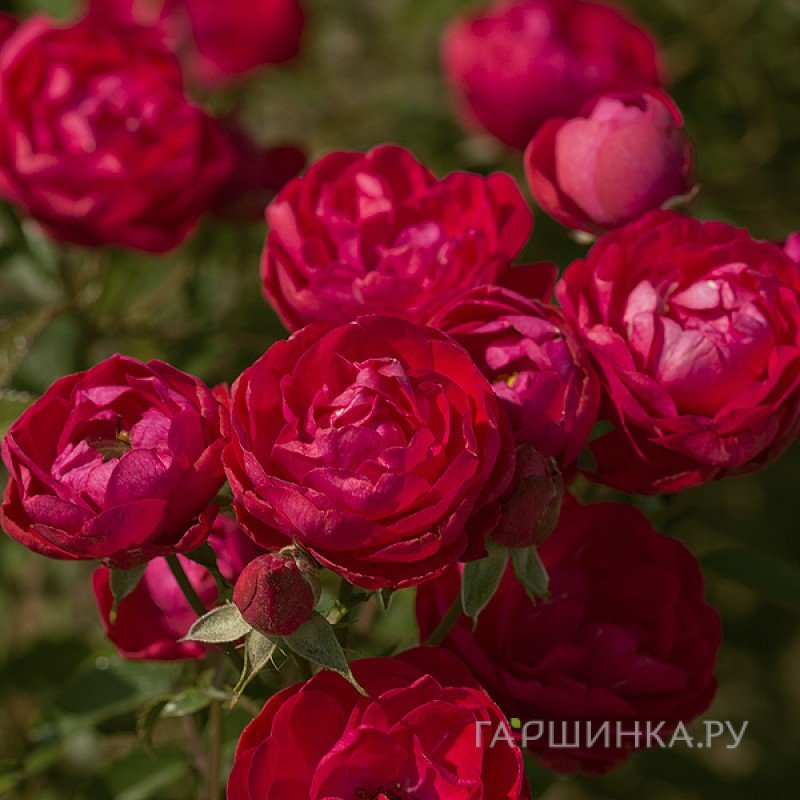 Роза Морсдаг, Харкнесс (лиц)