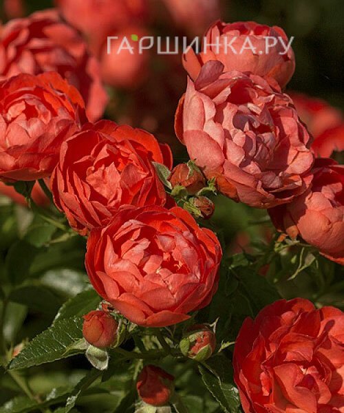 Роза Оранж Морсдаг, Харкнесс (лиц)