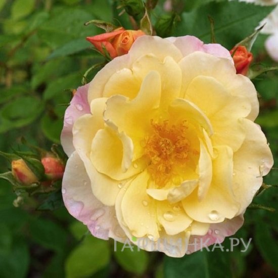 Роза Па де Де, Пулсен (лиц)