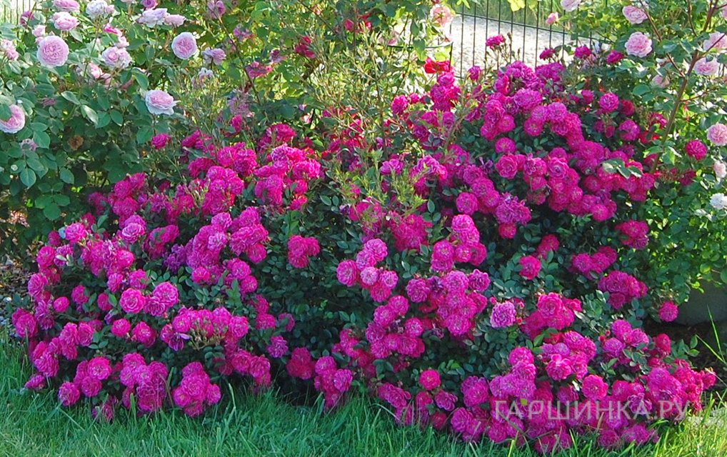 Роза Перпл Рейн почвопокровная, Кордес (лиц)