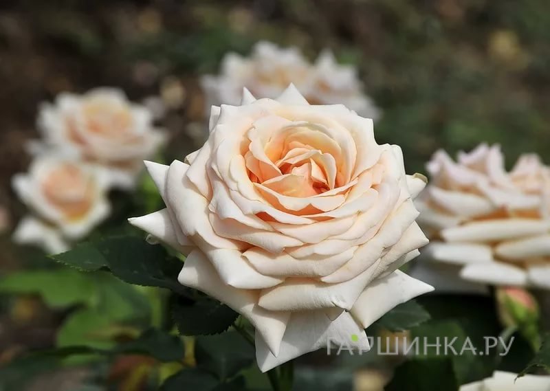 Роза Поль Рикард чайно-гибридная, Top Roses