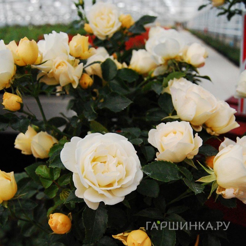 Роза Попкорн Дрифт, Мейян (лиц)