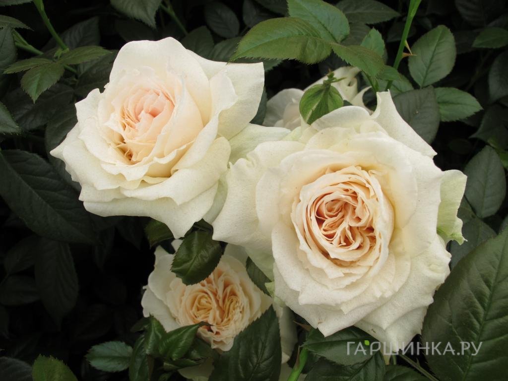 Роза Прайд энд Преджудис, Харкнесс (лиц)