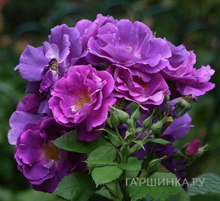 Роза Рапсодия ин Блю, Ворнер (лиц)