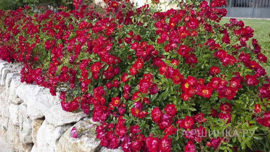 Роза Ред Дрифт, Мейян (лиц)