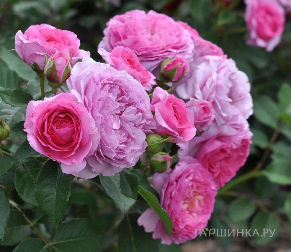 Роза Рене ван Ведберг, Фено Гено (лиц)