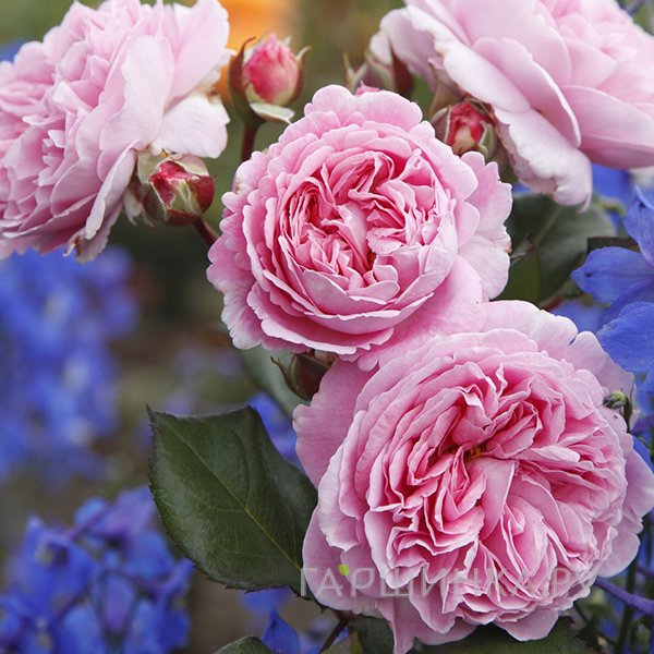 Роза Розенграфин Мария Генриетта, Кордес (лиц)