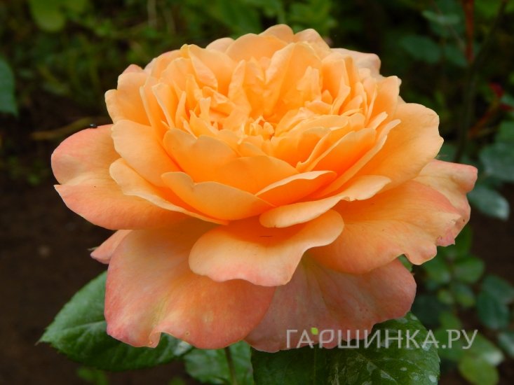 Роза Самаритан, Харкнесс (лиц)