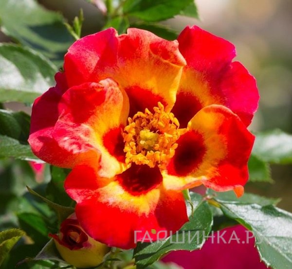 Роза Саншайн Бэбилон Айз, Интерплант (лиц)