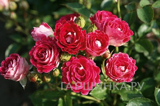 Роза Шоне Кобленцерин, Топалович (лиц)