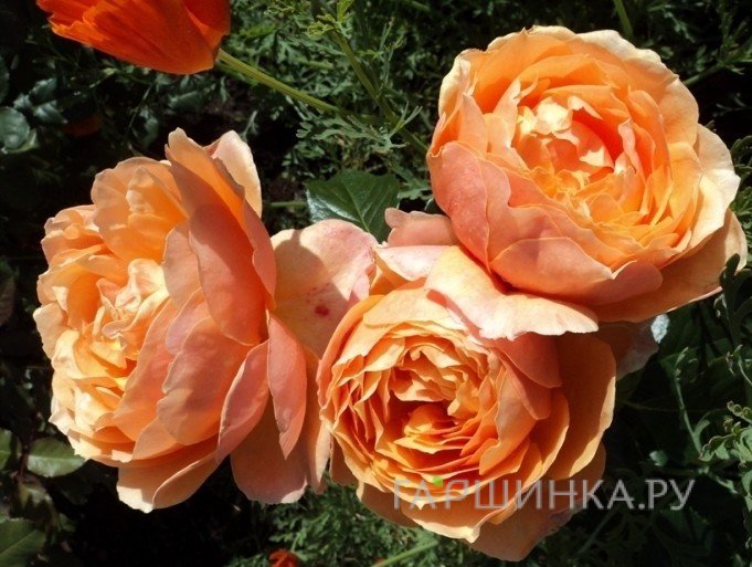 Роза Ст.Ричард Чичестер/Шерлок Холмс, Харкнесс (лиц)