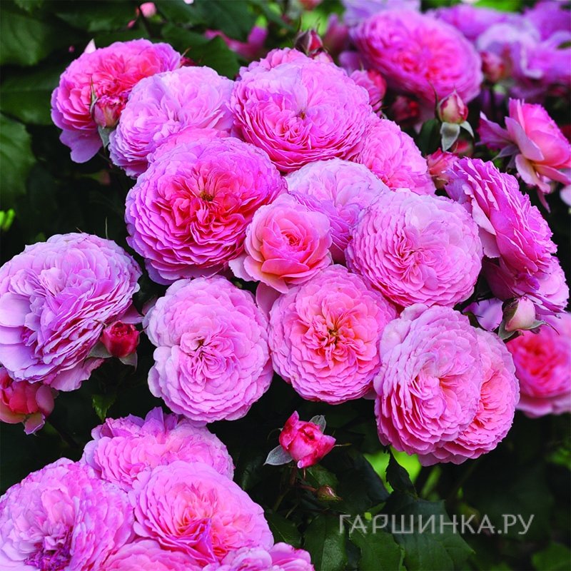 Роза Тео Клеверс, Фено Гено (лиц)