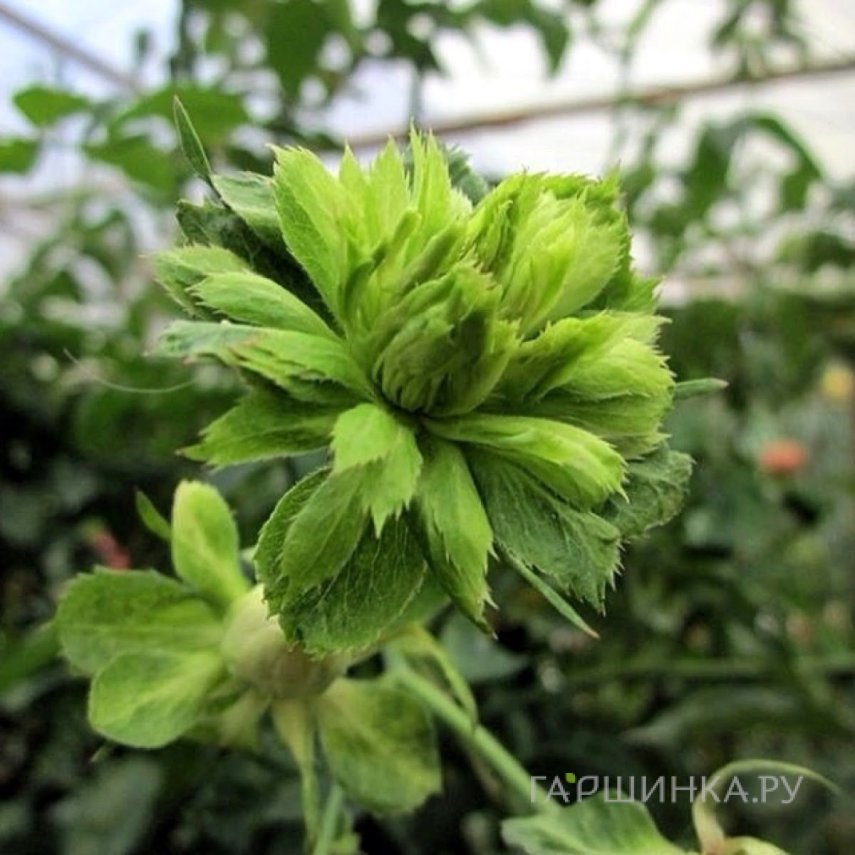 Роза Виридифлора, Кордес (лиц)