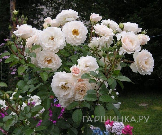 Роза Вайс Вольке, Кордес (лиц)