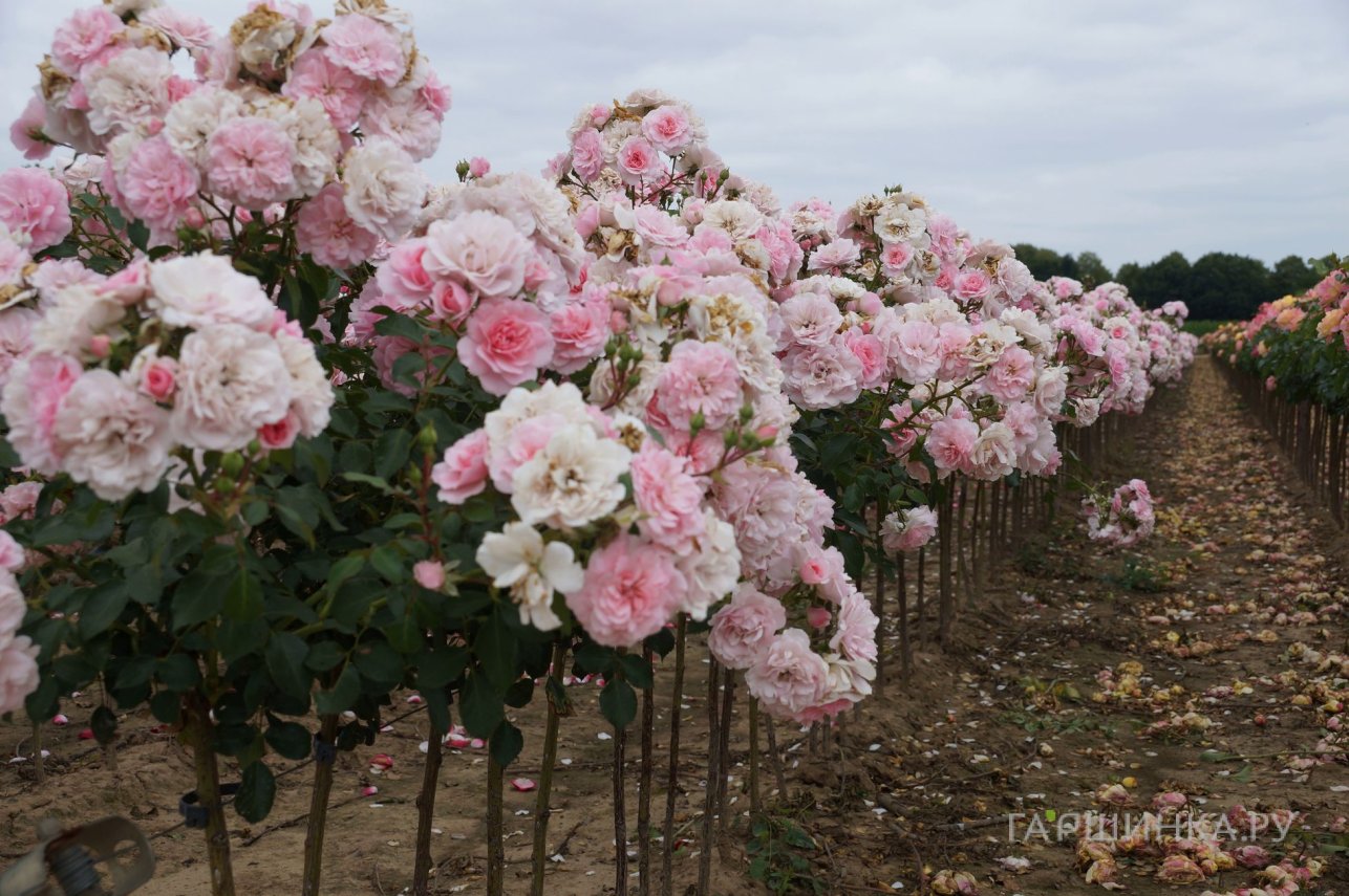 Роза Фейри на штамбе 90см