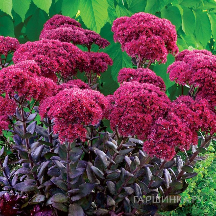 Очиток (седум) Тандерхед