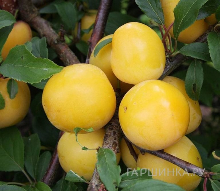 Слива Яичная Желтая