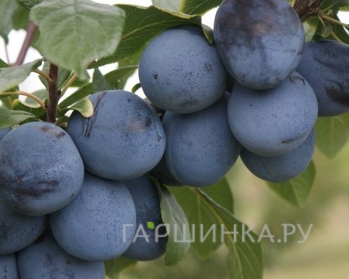 Слива Топ Хит китайская