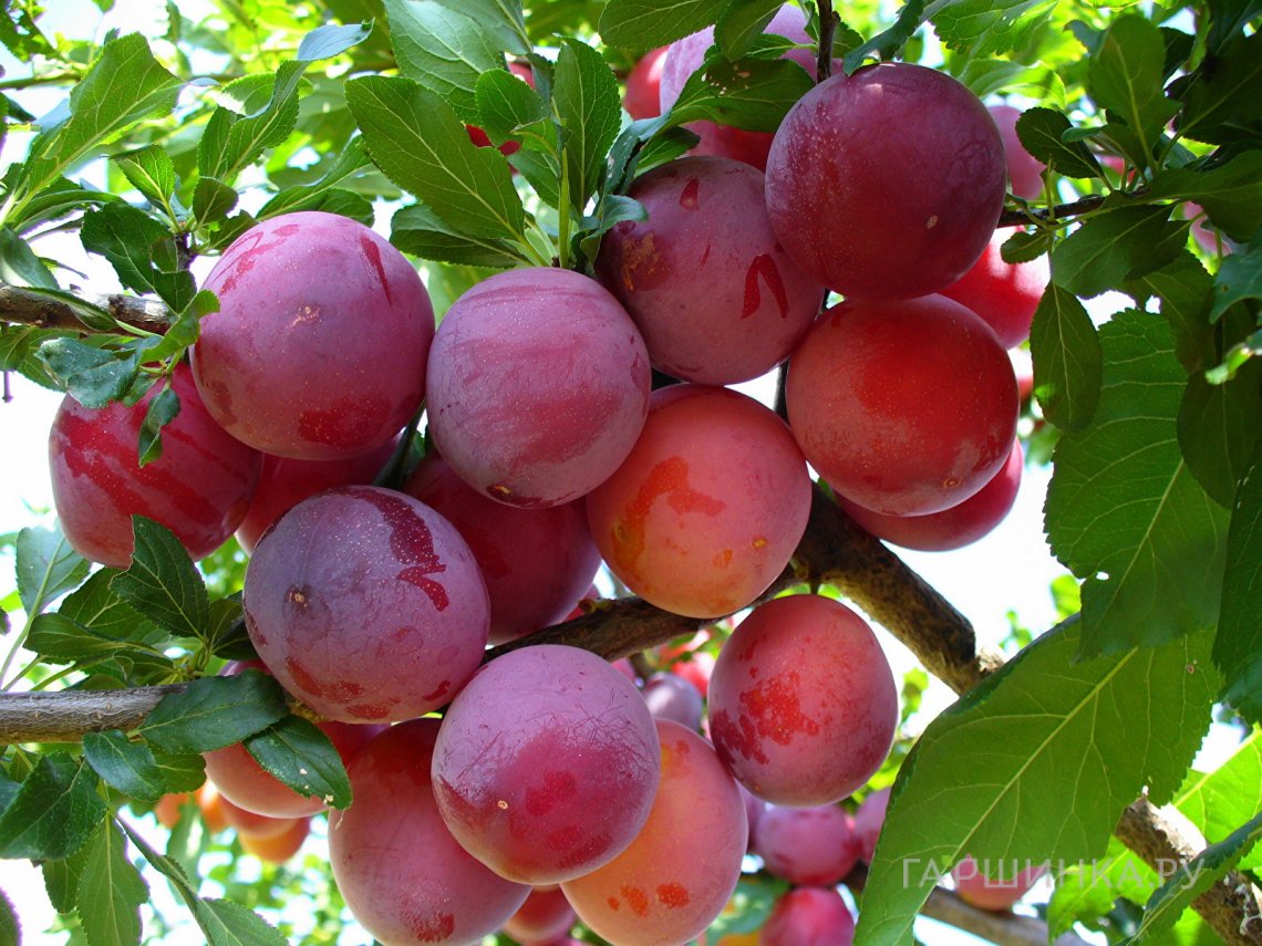 Слива Нижегородская