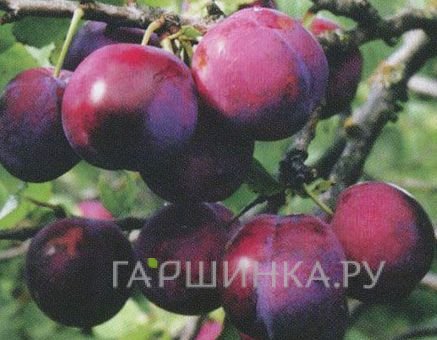 Слива Ренклод Теньковский