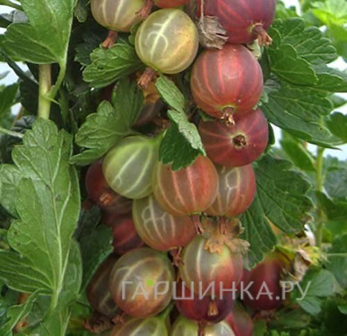 Крыжовник Смена