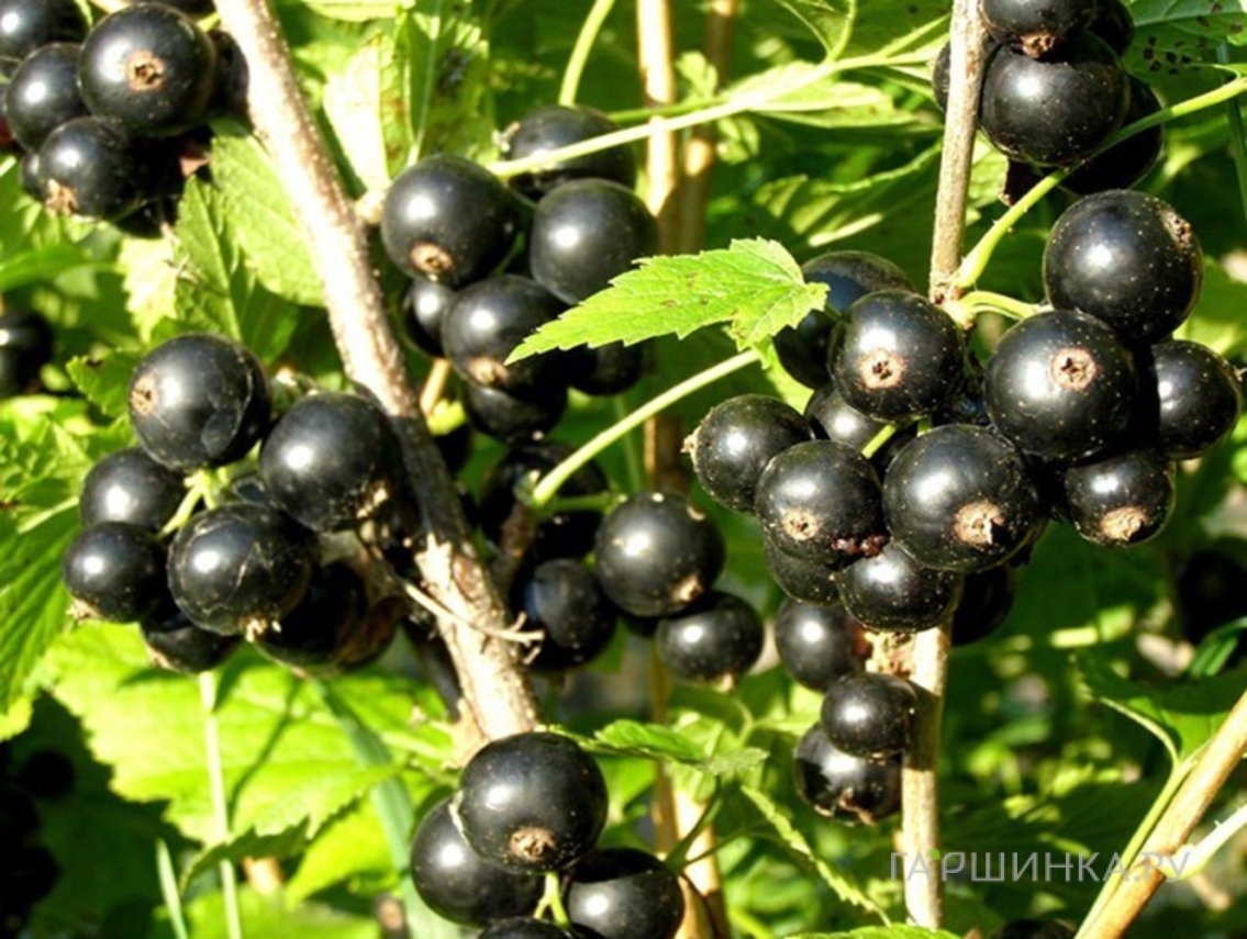 Смородина Ажурная черная