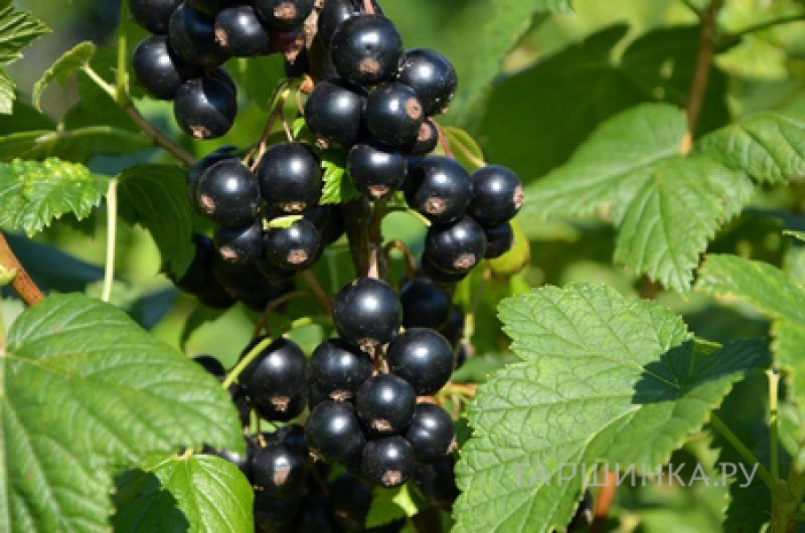 Смородина Плотнокистная черная
