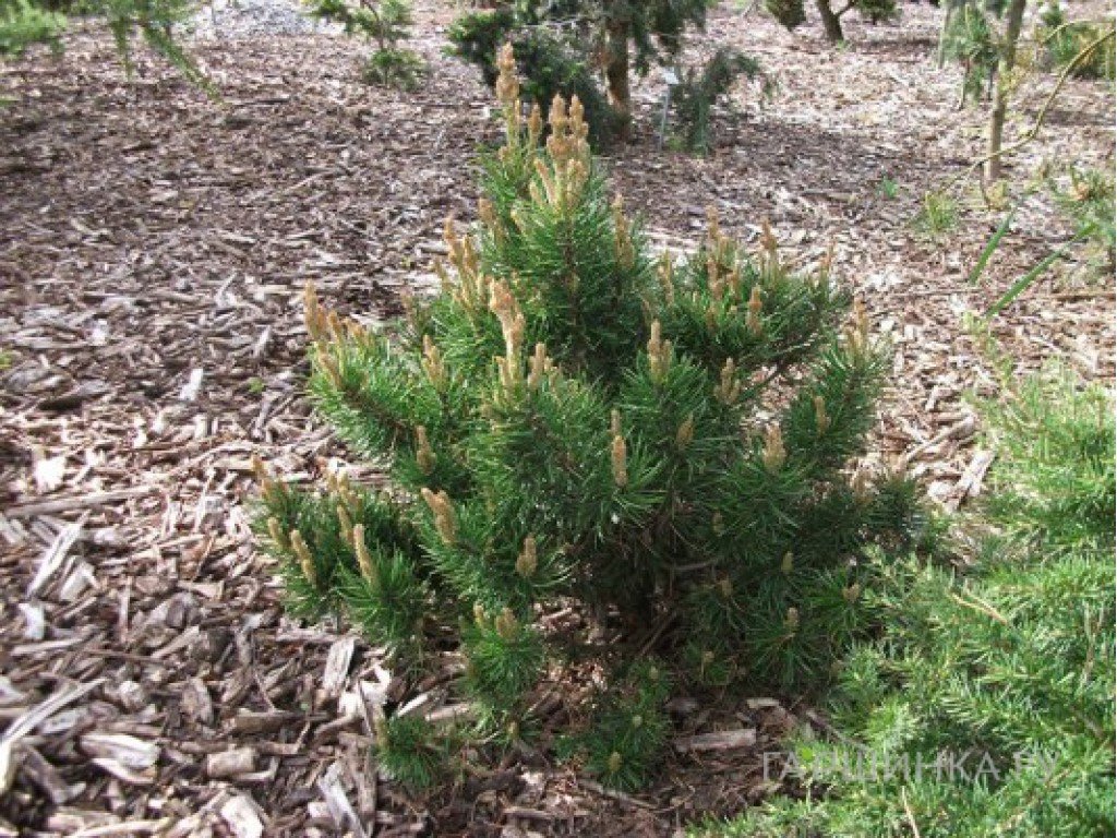 Сосна банкса Банска Ставница