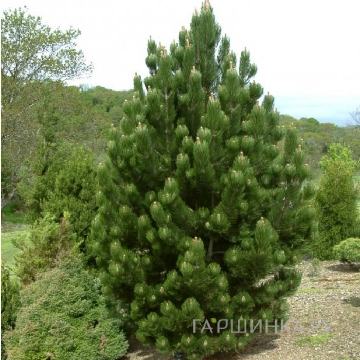 Сосна белокорая Сателлит