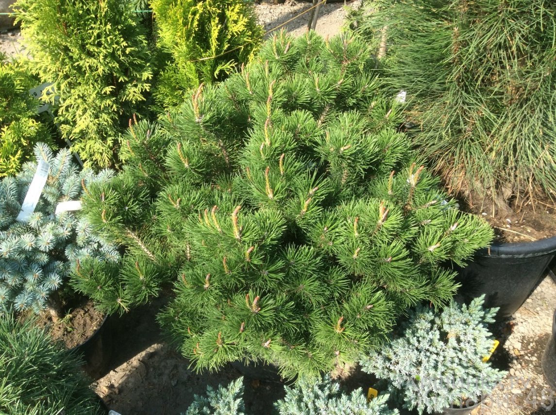 Сосна горная Клостергрюн