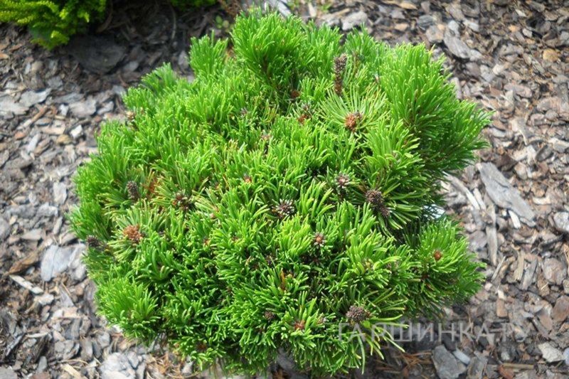 Сосна горная Пикобелло