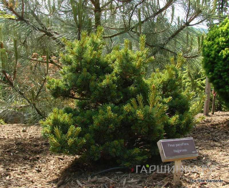 Сосна мелкоцветковая Хагоромо