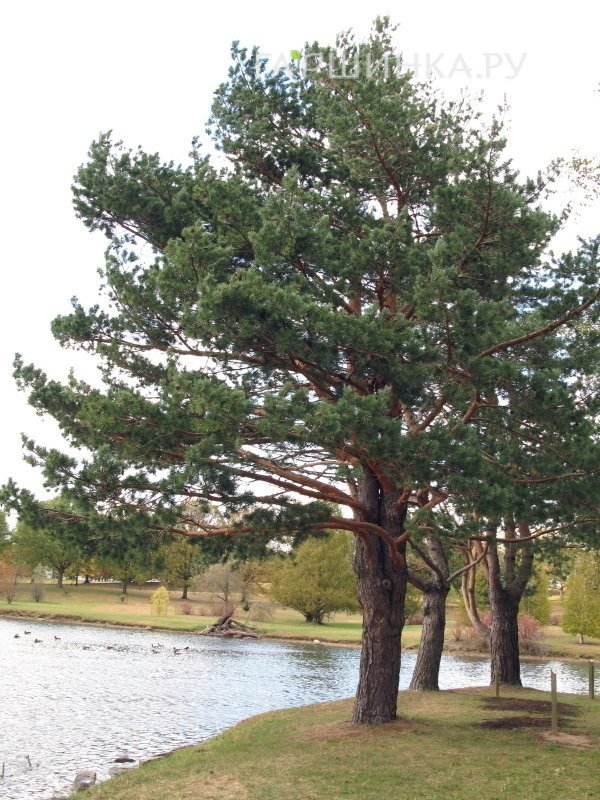 Сосна обыкновенная