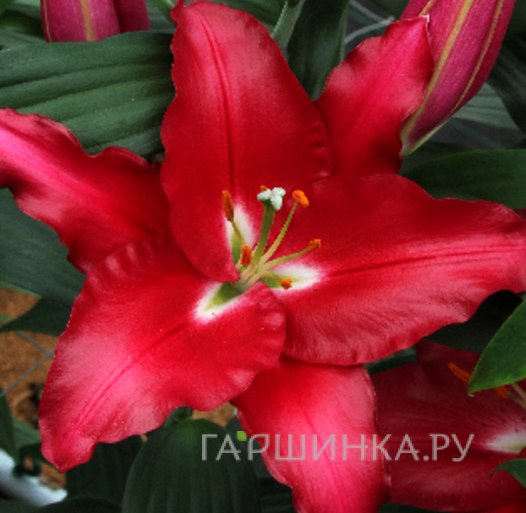 Лилия Тачстоун ОТ-гибрид темно-розовая