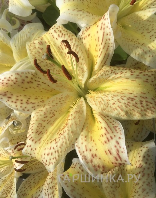 Лилия Тайгермун восточная