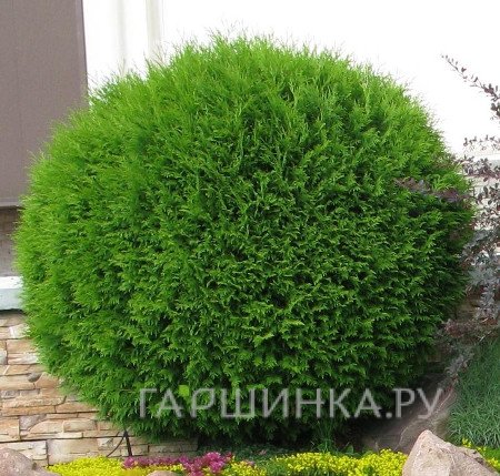 Туя шаровидная Глобоза