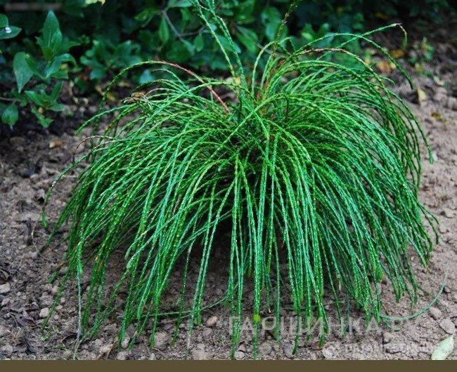 Туя Випкорд складчатая