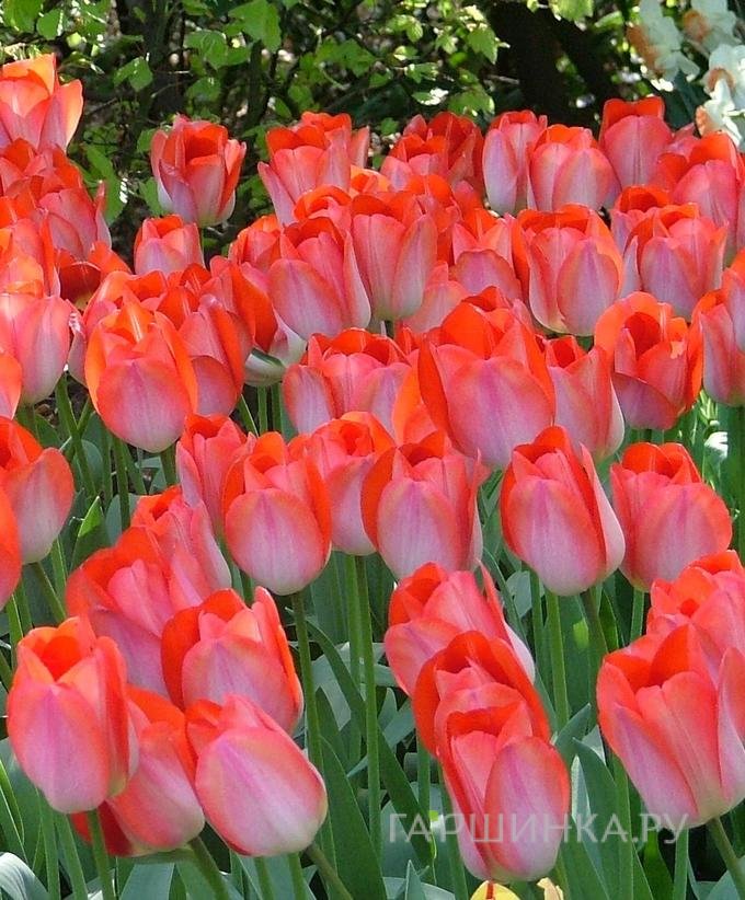 Тюльпан Биг Чиф (Большой начальник) 5шт