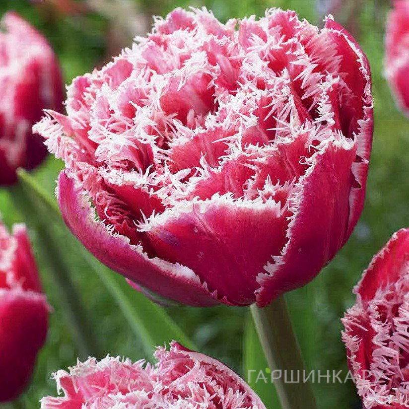 Тюльпан Брест 5 шт