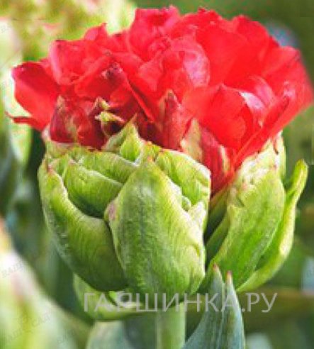 Тюльпан Дабл Кросби махровый 5шт.