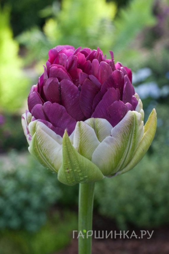 Тюльпан Эксквизит 5шт махровый