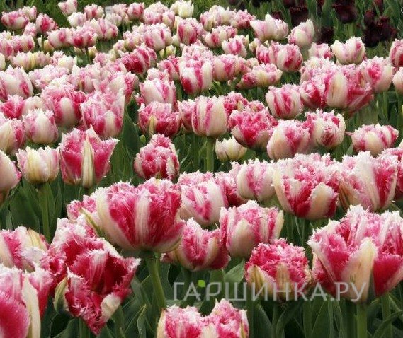 Тюльпан Кул Кристал махровый бахромчатый 5шт