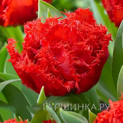 Тюльпан Лион Кинг бахромчатый 5шт.