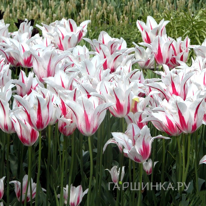 Тюльпан Мерилин лилиецветный 5шт.